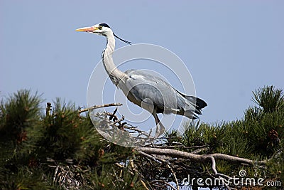 Ardea cinereaï¼ˆ3ï¼‰ Stock Photo